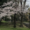 小さな桜の木の下で🌸