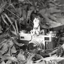 フィルムの帰還 Return of the Film