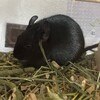くろごまあん二世 467日目