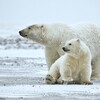 【猛毒注意】世界中の毒を持っている危険な生き物　哺乳類編