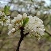 韓国の草花　カスミザクラ（チョウセンヤマザクラ）