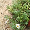 ３月の庭。。。その１