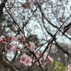 桜はまだかいな。