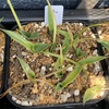 アガベ・ウェイクフィールド実生記録①(Agave parryi var. huachucensis 'Wakefield' seeding)