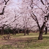 雑談：お花見をどこでするか