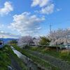 桜と新入社員