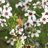 マヌカハニー｜世界で最も希少な蜂蜜の驚きべき効能｜購入の際の注意点