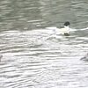 再びヌマユキサが来た
