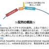 【実験解説】ベクター作りの実際