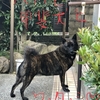 ハハ(骨折付き)と甲斐犬と私、の巻〜ｳｩ━━━|li(σ･ω･`;)il|━━━ﾝ⁇