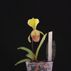 Paph. helenae 'β' × sib