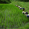 8月5日　活動報告　草取り