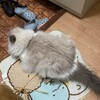 珍しくハンモックに入っていたふくちゃん
