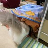 最近夜中に窓を見たがるふくちゃん