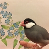 桜文鳥　並文鳥