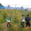 摘み取りやパン製造　午後から大掃除　パンパスグラス