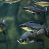 カイヤン Pangasianodon hypohthalmus