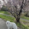 桜🌸