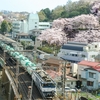 EF64 1022　立野小学校（横浜市中区立野）の桜