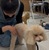 等々力で犬のおうち整体セミナーに参加！