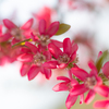 丸い花びらの花梨の花