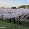 GW初日の函館・五稜郭、満開の桜〜！