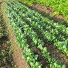 今週の野菜