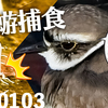 0103【野鳥が蜉蝣を捕食】猛禽類トビ滑空、ハシビロガモ飛翔、カモもシギチもセキレイも昆虫食。カワセミ喧嘩、鳩猫に襲われた？ムクドリペリット、冬のかげろう #今日撮り野鳥動画まとめ #身近な生き物語　鶴見川水系恩田川の野鳥