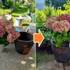 紫陽花やルドベキアの植え替え