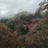 吉野桜紀行2015