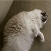 すっかり座椅子がお気に入りになったふくちゃん
