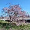 京都の桜