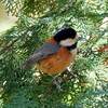 日本　2024年3月27日の野鳥など