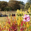 昭和記念公園、秋の花！(2023/10/26）