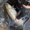 海の日の渓流ルアー釣り三連戦　苦闘の末デンデンアマゴ現る