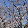 初桜折りしも今日は良き日なり