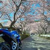 <新城市>🌸ピンクに輝く桜のアーチ! 河津桜並木