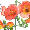 【西東京の植物絵手紙（64）…西東京市保谷町でノウゼンカズラの花に出会った！】