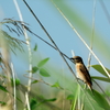 田んぼ中心の探鳥・野鳥撮影