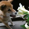 花より　ボール！？　いやいや　スリッパ！？