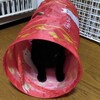 猫センサー