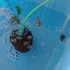 マイペースに寝坊する若い金魚