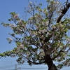 ちょっと遅咲きの桜、そして春のお花