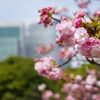 2017/04/16 浜離宮の八重桜と横浜美術館のファッション展