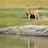 Mule Deer in Hayden Valley