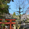 山科岩屋寺の桜その６