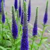 夏色の花とブルーリバー