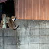 近隣繁華街のねこさん