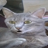 トラ猫とリュー太郎の悪組