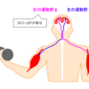 筋力を簡単にアップさせる方法～筋力と神経の関係を知っておこう
